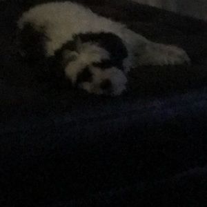 Meet your Posher, Allie